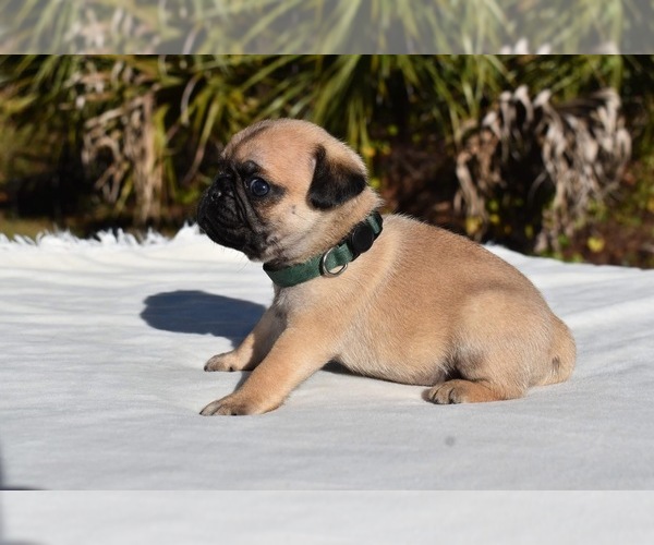 Medium Photo #4 Pug Puppy For Sale in PALM COAST, FL, USA