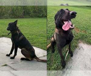 Nuke - Located in WV - Male Mutt Dog for Adoption - Photo #2