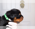 Small Photo #10 Rottweiler Puppy For Sale in FLAGSTAFF, AZ, USA