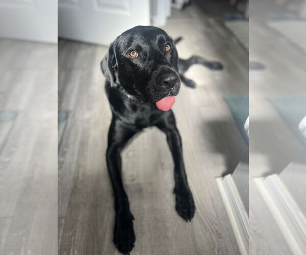 Medium Photo #2 Labrador Retriever-Unknown Mix Puppy For Sale in Tampa, FL, USA