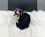 Small Photo #11 Yorkshire Terrier Puppy For Sale in SAN JACINTO, CA, USA