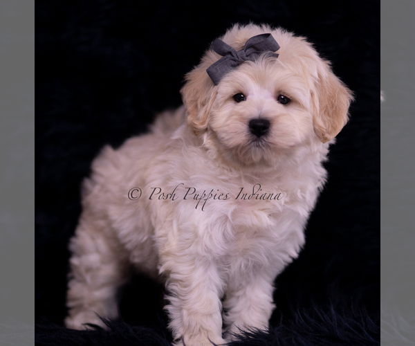 Medium Photo #118 Maltipoo (Miniature) Puppy For Sale in WARSAW, IN, USA