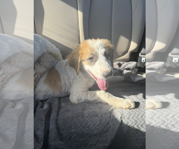 Medium Photo #8 Great Pyrenees-Unknown Mix Puppy For Sale in Dallas, TX, USA