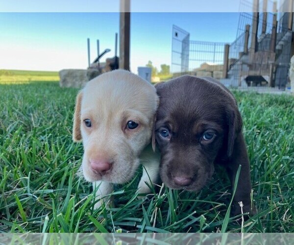 Medium Photo #17 Labrador Retriever Puppy For Sale in SENECA, KS, USA