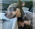 Small #1 American Pit Bull Terrier
