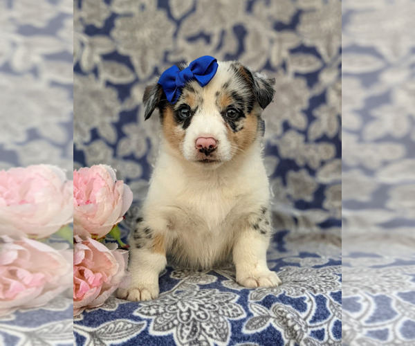 Medium Photo #3 Pembroke Welsh Corgi Puppy For Sale in GLEN ROCK, PA, USA