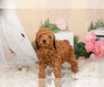 Small #4 Poodle (Toy)