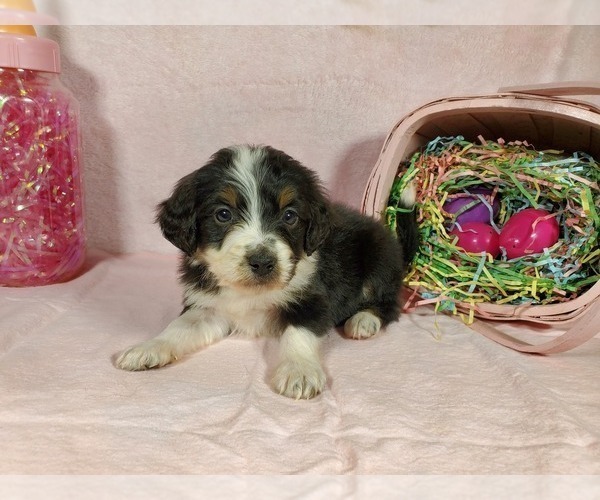 Medium Photo #4 Bernedoodle-Poodle (Toy) Mix Puppy For Sale in BLACK FOREST, CO, USA