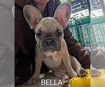 Small Photo #11 French Bulldog Puppy For Sale in MCKINLEYVILLE, CA, USA