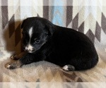 Small #4 Miniature Australian Shepherd