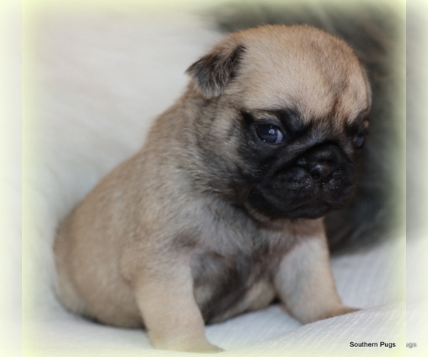 Medium Photo #17 Pug Puppy For Sale in WINNSBORO, TX, USA