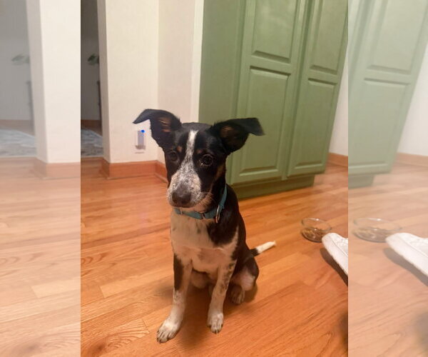 Medium Photo #1 Mutt Puppy For Sale in New London, WI, USA