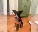 Small Mutt