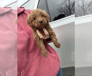 Goldendoodle (Miniature) Puppy for Sale in MUNFORDVILLE, Kentucky USA