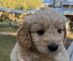 Puppy Mr Red English Cream Golden Retriever-Poodle (Toy) Mix
