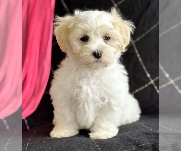 Medium Photo #6 Maltese Puppy For Sale in ROCK STREAM, NY, USA