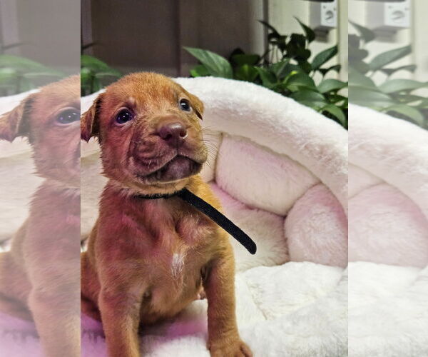 Medium Photo #2 Mutt Puppy For Sale in Euless, TX, USA