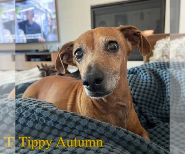 Medium Photo #2 Dachshund Puppy For Sale in San Antonio, TX, USA