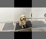 Small Photo #1 Aussiedoodle Puppy For Sale in FREMONT, MI, USA