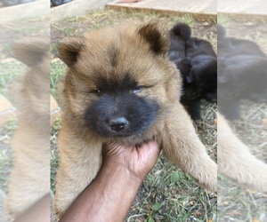 Chow Chow Puppy for sale in MADISON, WI, USA