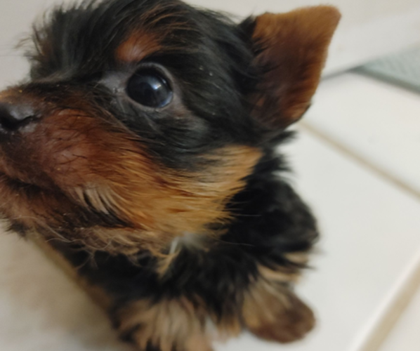 Medium Photo #1 Yorkshire Terrier Puppy For Sale in DANA POINT, CA, USA