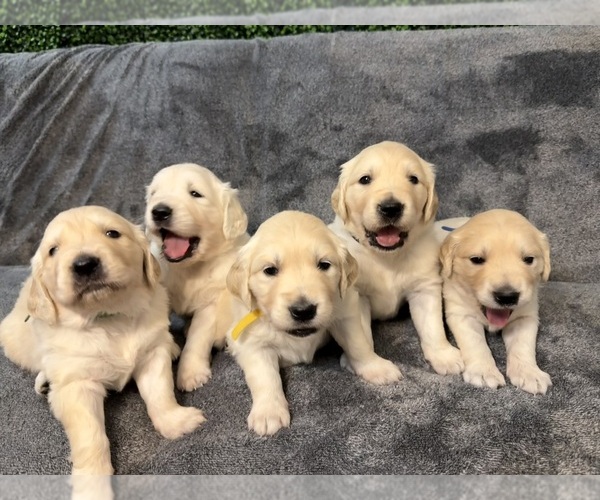 Medium Photo #6 Golden Retriever Puppy For Sale in MURRAY, UT, USA