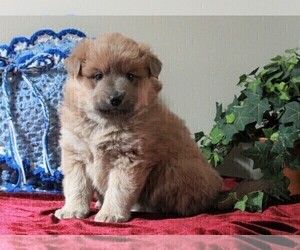 Border Collie-Pomeranian Mix Puppy for sale in FREDERICKSBURG, OH, USA