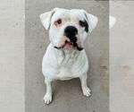 Small #2 Labrador Retriever-Red Heeler Mix
