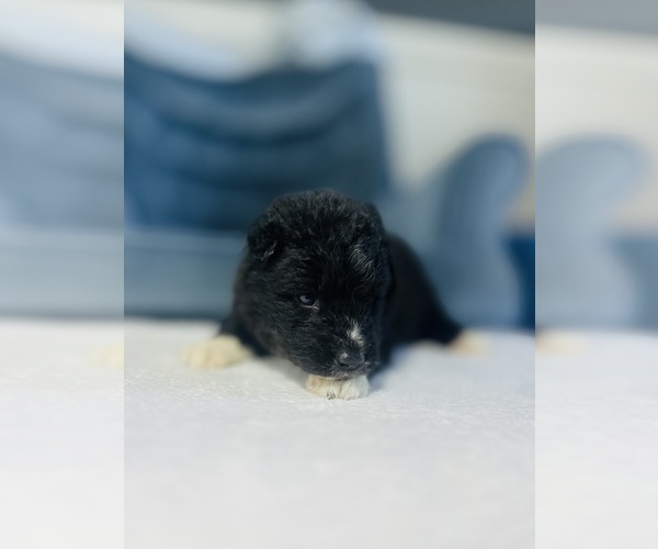 Medium Photo #3 Siberian Husky Puppy For Sale in HEMET, CA, USA