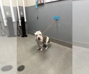 Mutt Dogs for adoption in Las Vegas, NV, USA