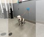 Small Mutt