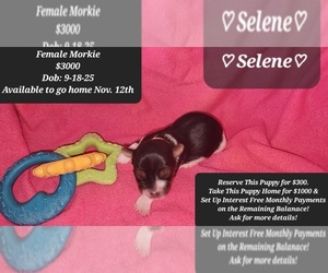 Morkie Puppy for sale in TUCSON, AZ, USA