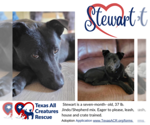 German Shepherd Dog-Huskies Mix Dogs for adoption in Lillian, TX, USA