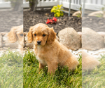 Small Photo #29 Golden Cavadoodle Puppy For Sale in MILLERSBURG, IN, USA