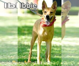 Ibbie from Taiwan - Female Mutt Dog for Adoption - Photo #2
