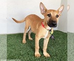Small #1 Carolina Dog Mix