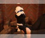Small Photo #8 Sheepadoodle Puppy For Sale in STANLEY, VA, USA
