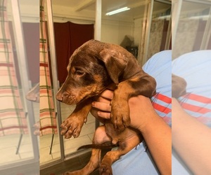 Doberman Pinscher Puppy for sale in PITTSBURG, CA, USA
