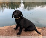 Small Photo #1 Labrador Retriever Puppy For Sale in READING, PA, USA