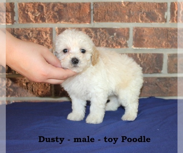 Medium Photo #2 Poodle (Toy) Puppy For Sale in CLARKRANGE, TN, USA