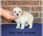 Small #1 Poodle (Toy)