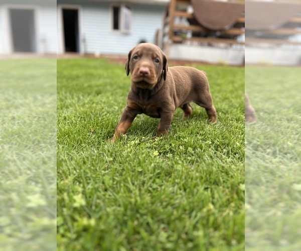 Medium Photo #6 Doberman Pinscher Puppy For Sale in WESTON, WI, USA