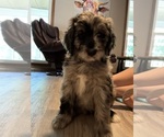 Puppy Green Aussiedoodle