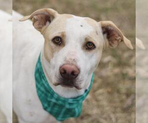 American Staffordshire Terrier-Unknown Mix Dogs for adoption in San Antonio, TX, USA