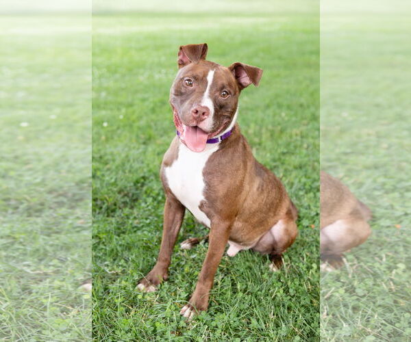Medium Photo #3 American Pit Bull Terrier-Unknown Mix Puppy For Sale in Crete, IL, USA