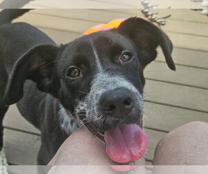Siberian Husky-Unknown Mix Dogs for adoption in Woodbury, NY, USA