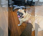 Small #3 Pug