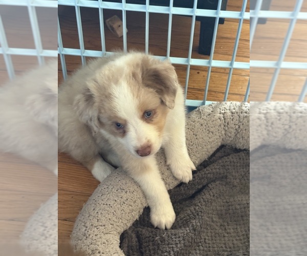 Medium Photo #2 Australian Shepherd Puppy For Sale in DAYTON, OH, USA