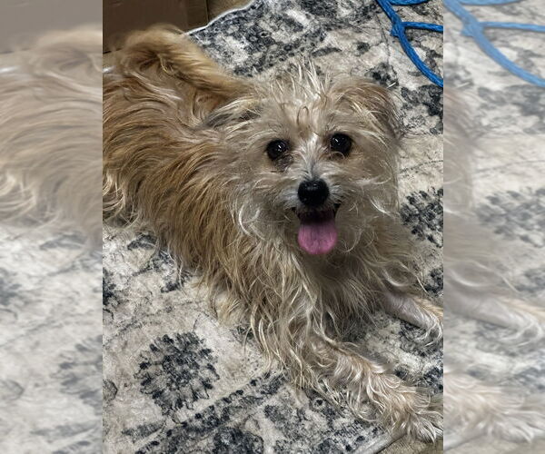 Medium Photo #3 Mutt Puppy For Sale in Boston, MA, USA