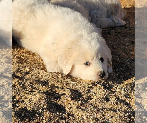 Medium Photo #3 Great Pyrenees Puppy For Sale in KINGMAN, AZ, USA